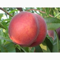 Продам персики с собственных садов