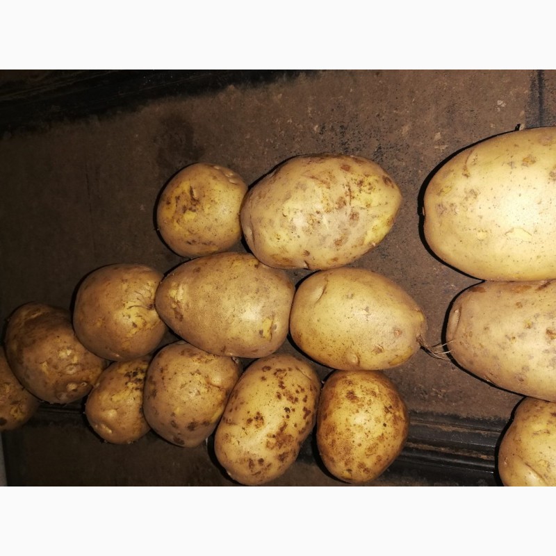 Фото 2. Продам картофель. Сорт Гала. Производство Беларусь