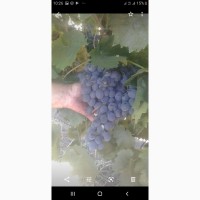 Продам виноград Молдова урожай 2019 года