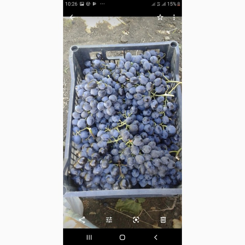 Фото 2. Продам виноград Молдова урожай 2019 года
