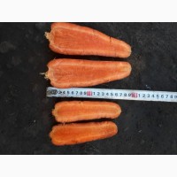 Морква на продаж сорт аабако