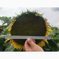 Пропонуємо посівний матеріал гібридів соняшнику