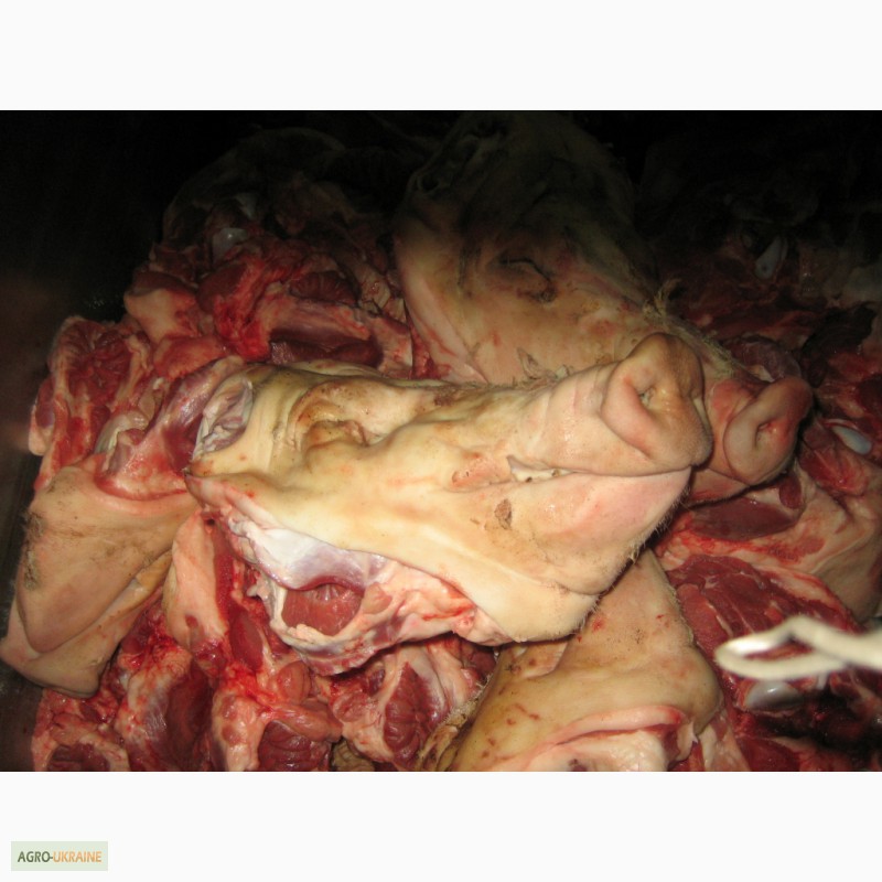 Фото 5. Мясообрізь з субродуктів, корм для тварин, субпродукти, кістки, жир кишковий, жир-сирець
