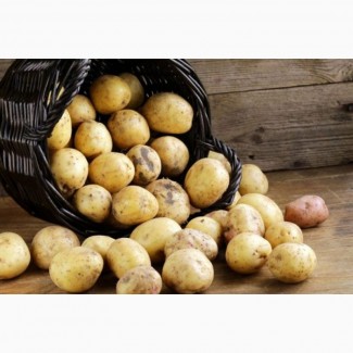 Продам картофель Гренада сухая гниль 20%