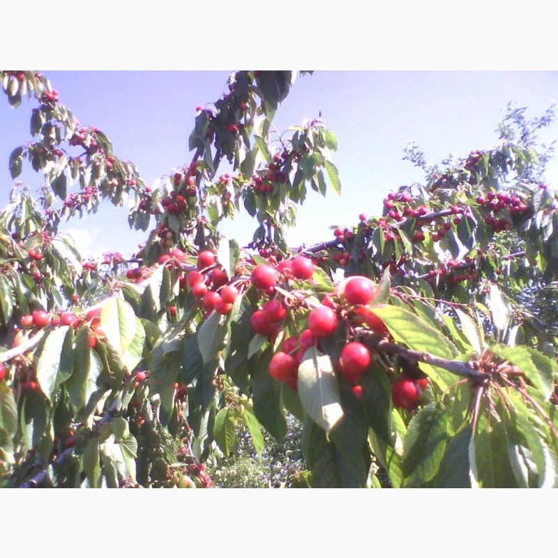 Фото 2. Продам фрукт черешню, вишню Московскую раннюю и Шпанку, свежие ягоды