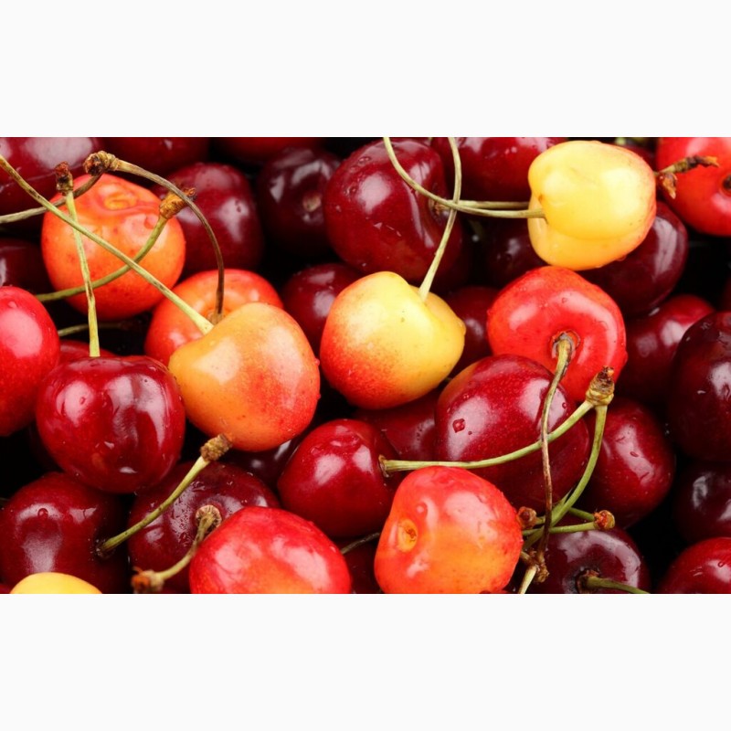 Фото 4. Продам фрукт черешню, вишню Московскую раннюю и Шпанку, свежие ягоды
