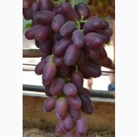 Продам саженцы и чубуки винограда