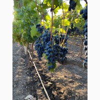 Продам оптом поливной виноград Молдова