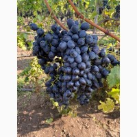 Продам оптом поливной виноград Молдова