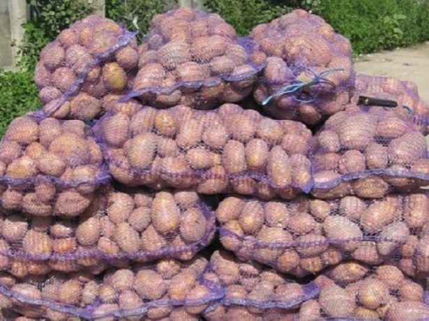 Продам товарную картошку, сорт Белла роза, Волинська область