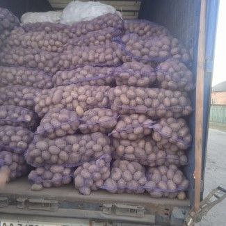 Фото 2. Продам товарную картошку, сорт Белла роза, Волинська область