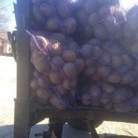 Фото 3. Продам товарную картошку, сорт Белла роза, Волинська область
