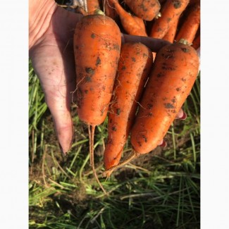 Продам оптом моркву товарну, Черкаська та Кіровоградська області