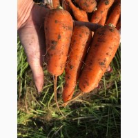 Продам оптом морковь товарную, Черкасская и Кировоградская области