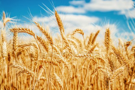 Фото 2. Куплю пшеницу продовольственную