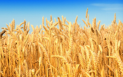 Фото 5. Куплю пшеницу продовольственную