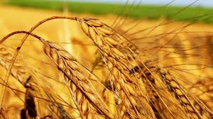 Фото 8. Куплю пшеницу продовольственную