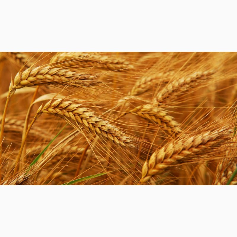 Фото 9. Куплю пшеницу продовольственную