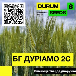 Насіння пшениці Durum Seeds. Сорт БГ Дуріамо 2С (тверда) - Оригінатор Biogranum (Сербія)