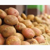Реалізую їстівну картоплю оптом. 13грн/кг
