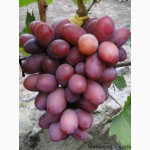 Продам саженцы винограда