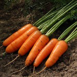 Продам семена моркови Медовянка
