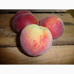 Реализуем персик, абрикос, сливу из своего сада в Измаиле