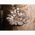 Продам грибы ВЕШАНКИ