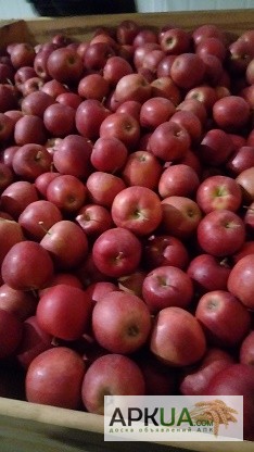 Фото 3. Продам польские яблоки