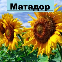 Науково-виробнича фірма ГРАН пропонує насіння соняшнику Матадор (107-115дн) ранньостиглий