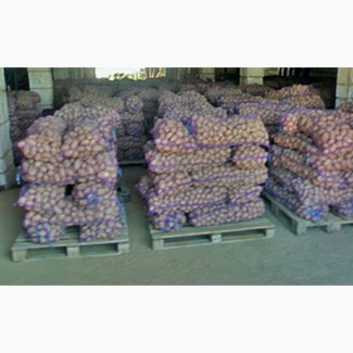 Продам картоплю в оптових об#039;ємах продам картоплю оптом