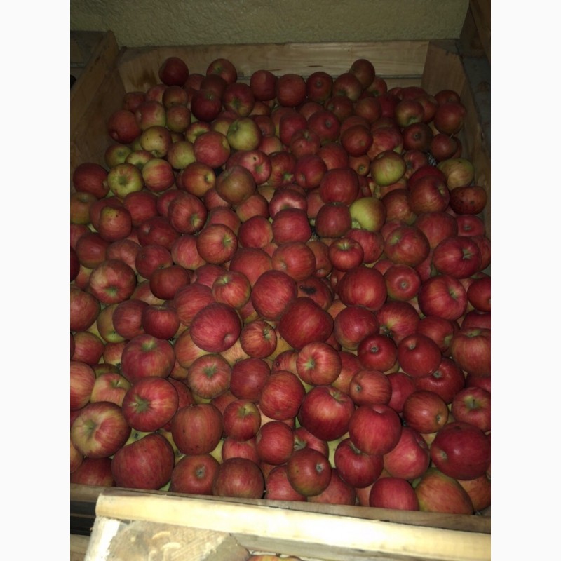 Фото 2. Продаємо яблука