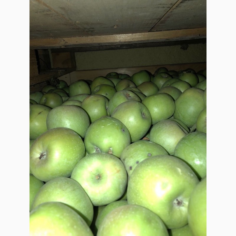 Фото 3. Продаємо яблука