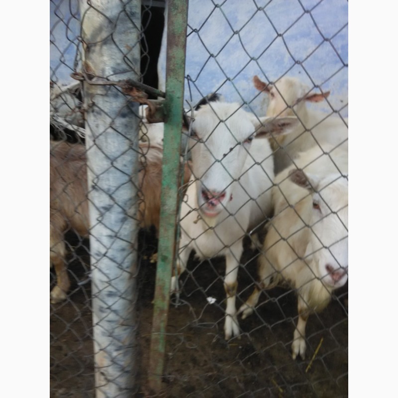 Фото 3. Продаются козы