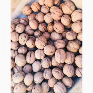 Продаем грецкий орех целый Калибр 28+; 30. We sell a walnut whole Caliber 28+; 30