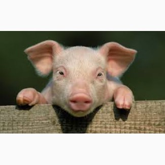 Продажа свиней Черкассы || КУПИТИ свиней жива вага 10/20/100 кг || От производителя