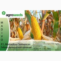 Гибрид кукурузы Мадиво F1, Maisadour Semences