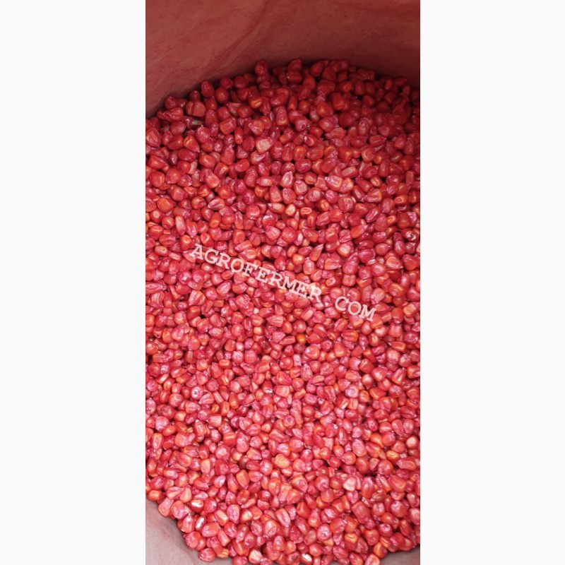 Фото 4. Семена кукурузы CATALINA канадский трансгенный гибрид