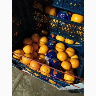 Апельсин та Грейфрут (грейпфрут) від імпортера / грей (грейпфрут) и апельсин от импортера