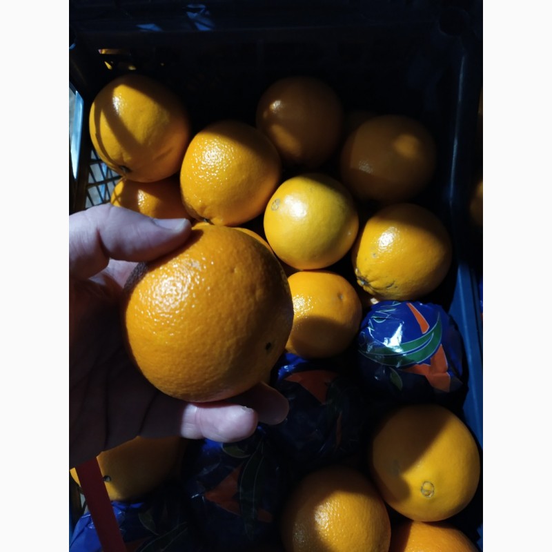Фото 6. Апельсин та Грейфрут (грейпфрут) від імпортера / грей (грейпфрут) и апельсин от импортера