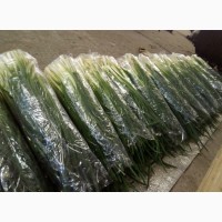 Продам зеленый лук в хорошем качестве без болезни товарного вида