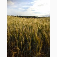 Озимая пшеница Катруся Одесска
