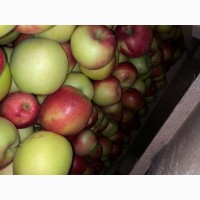 Продам яблука, різних сортів, з холодильника, газовані