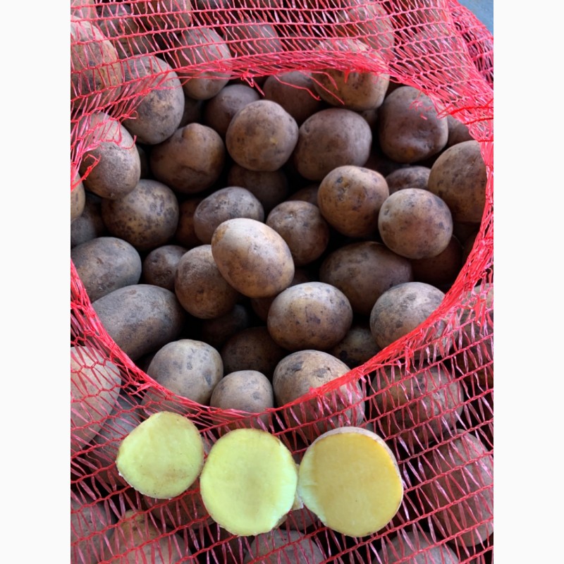 Фото 3. Продам семенной картофель 2 репродукция гала и других сортов