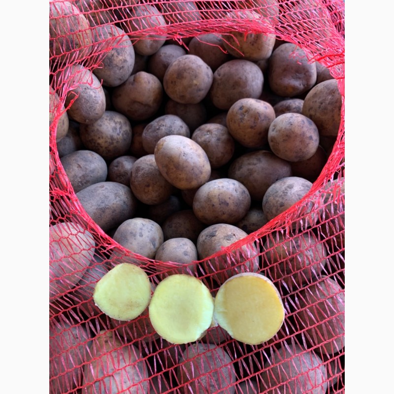 Фото 4. Продам семенной картофель 2 репродукция гала и других сортов