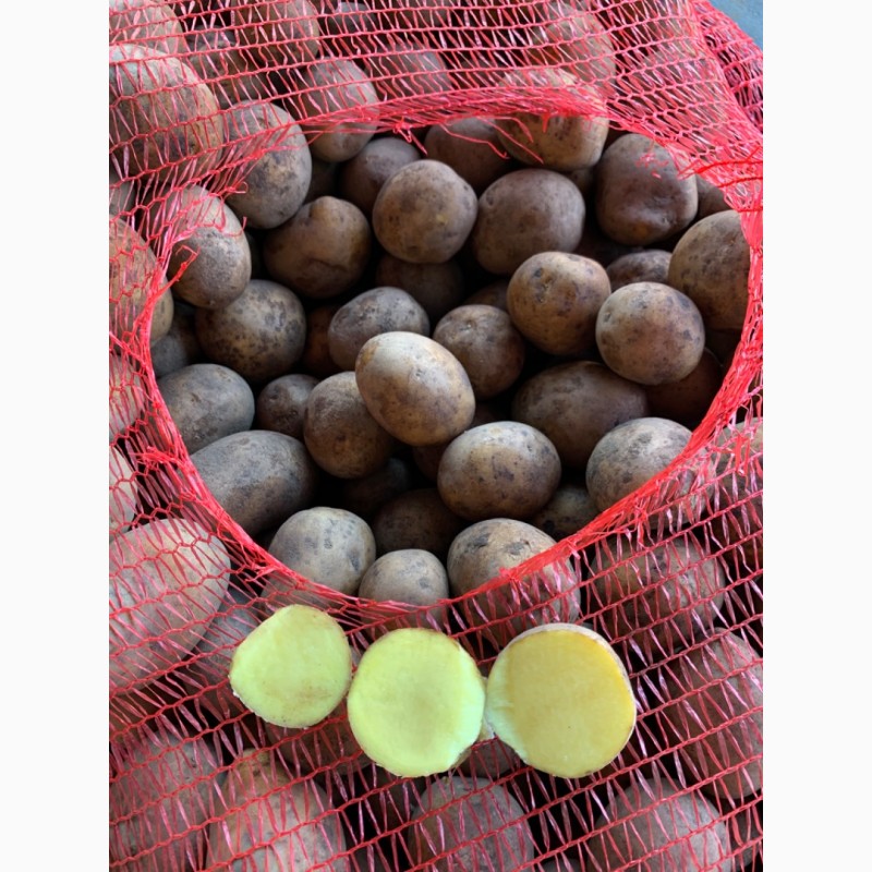 Фото 5. Продам семенной картофель 2 репродукция гала и других сортов
