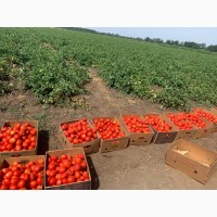 Продаются помидоры с поля