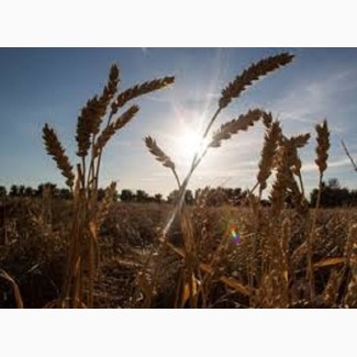 Семена озимой пшеницы СКАГЕН Германия