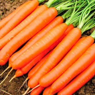 Продам моркву оптом