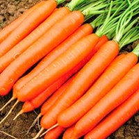 Продам морковь оптом, Все области